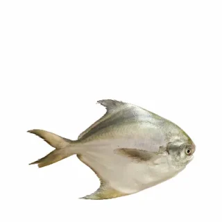 Rupchanda Fish Medium