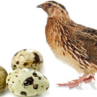 Healthy Quail Eggs 1 Crate