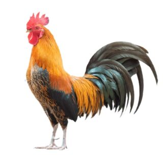 Fresh Premium Chicken 1kg