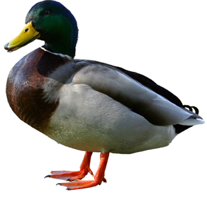 Fresh & Organic Duck Meat 1kg
